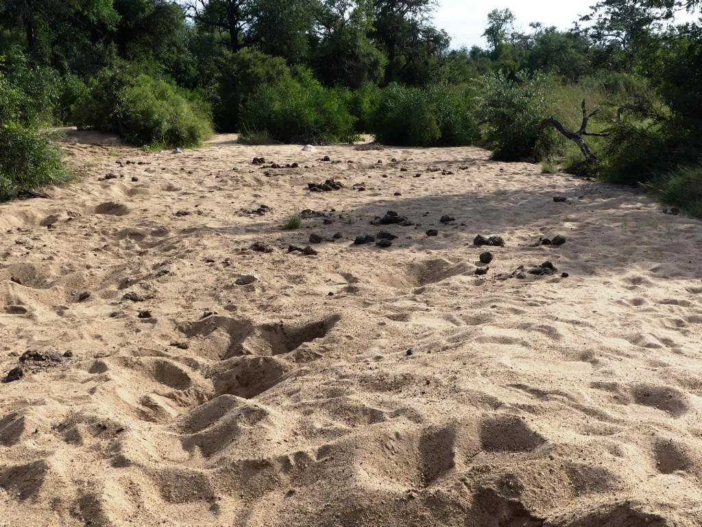 Dry perennial river with lots of elephant signs