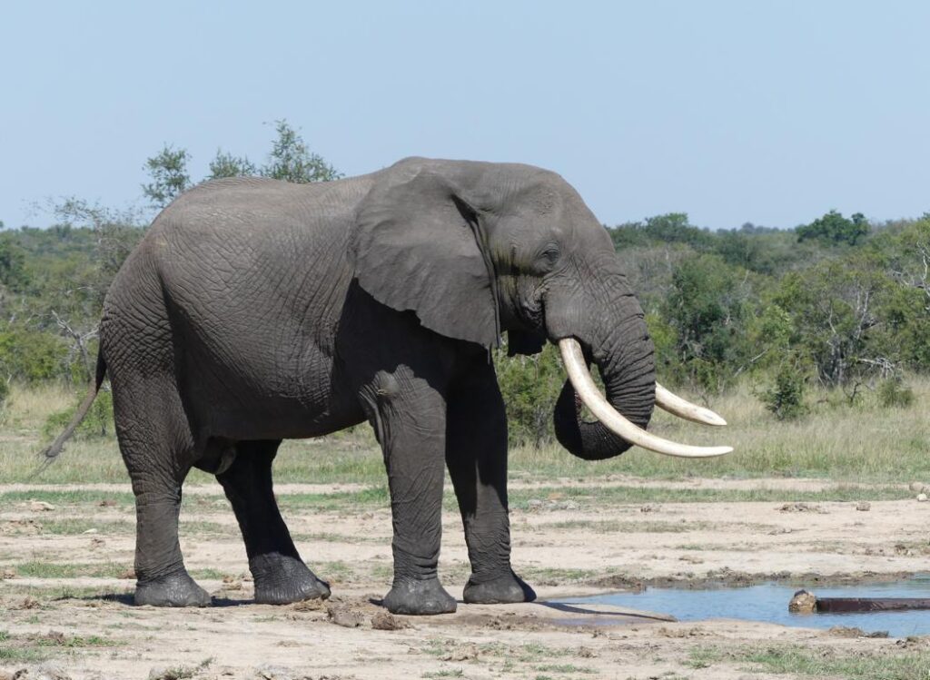 Old elephant bull drinking at the delivery point of a bore-hole fed water pond
