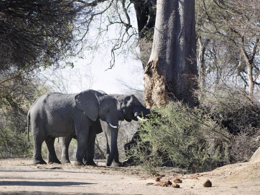 Next to a river, an elephant cow teaches her daughter of how to extract moist wood from a Baobab tree at Mahango National Park in Northern Namibia