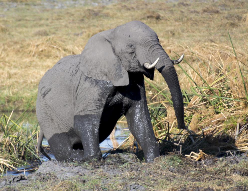 Elephants got plenty of water at Mahango National Park in Northern Namibia 