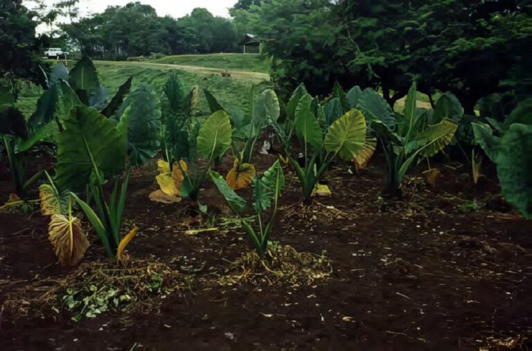 Giant Taro - a plant with a giant root - Bushguide 101