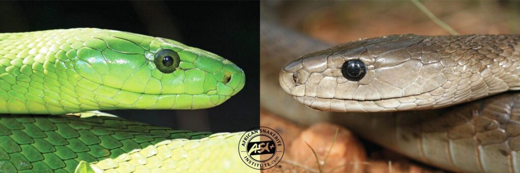 Deadly venomous Eastern green mamba, green arboreal snakes, Boomslang,  feared snakes of Africa 