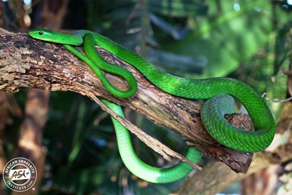 green mamba vs black mamba