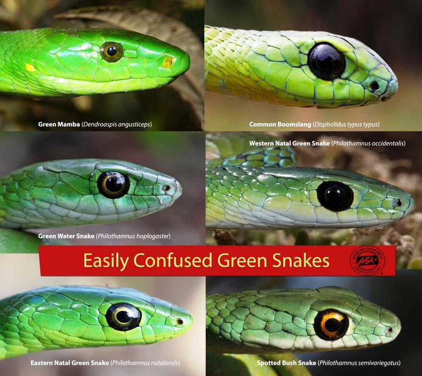 Deadly venomous Eastern green mamba, green arboreal snakes