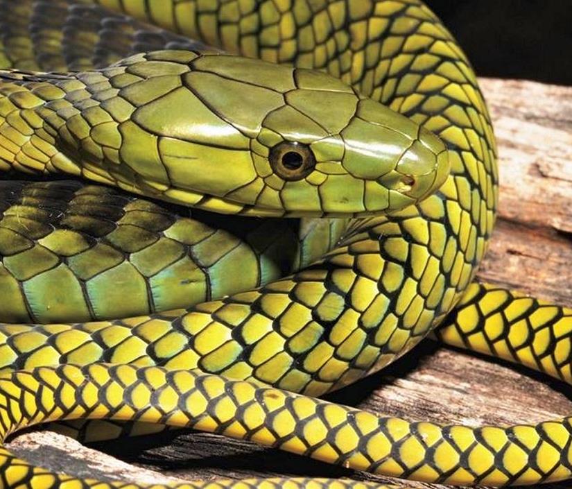 Mambas Of Africa Bushguide 101 mambas-of-africa-bushguide-101