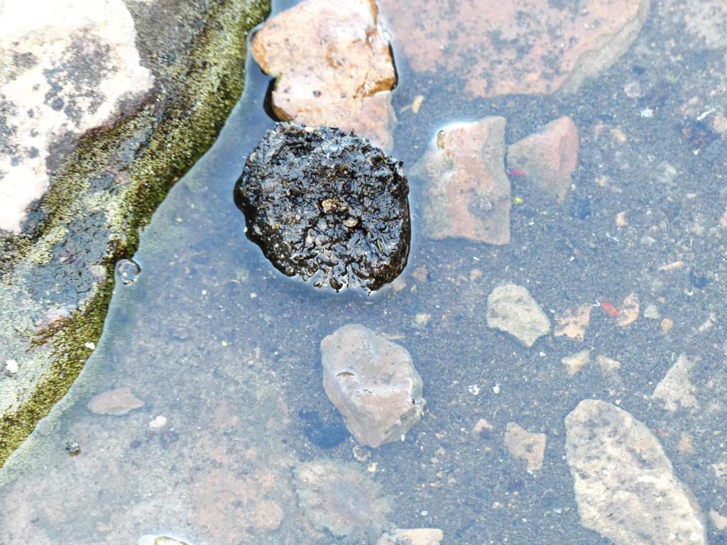 Chacma baboon poo in a water puddle on rocks