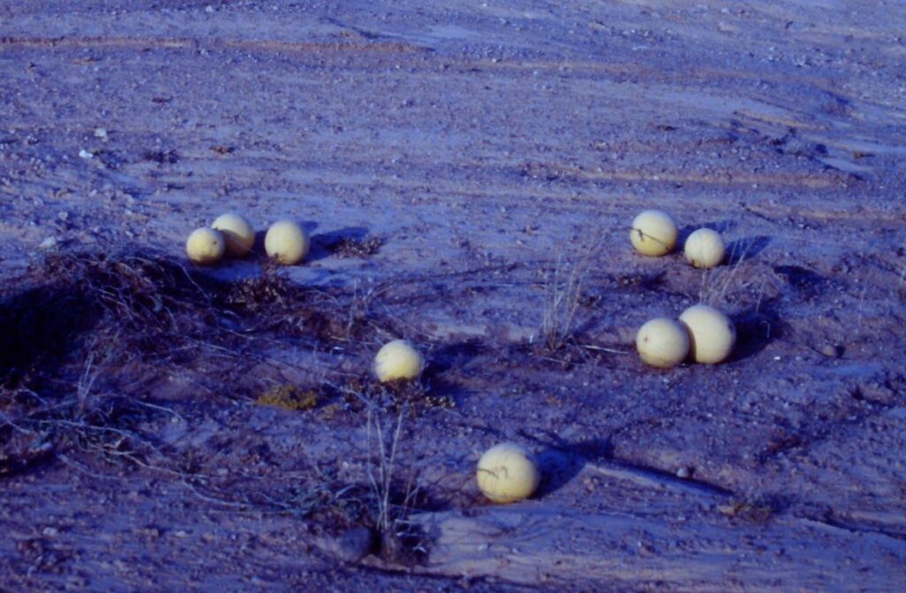 A patch of Tsamma melons in Namibia