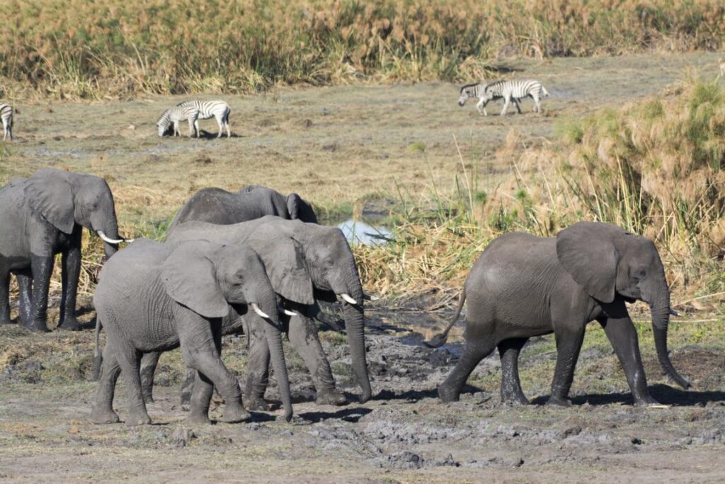 A herd of elephants at Mahango National Park in Northern Namibia 