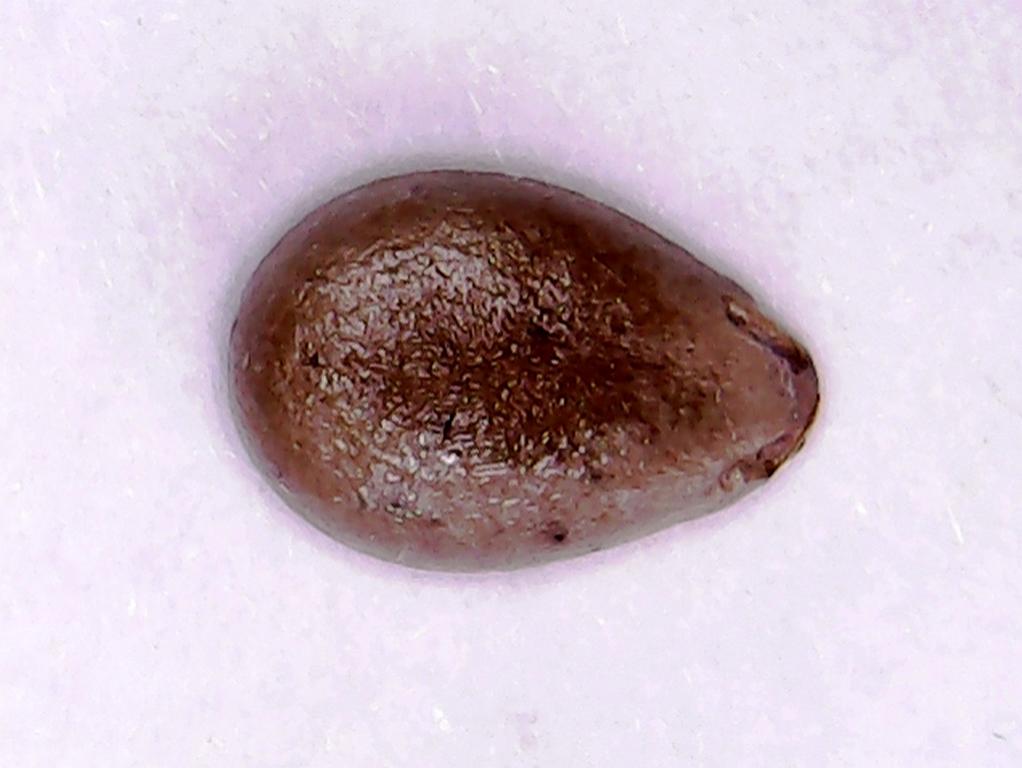 Close-up of a single Tsamma melon seed