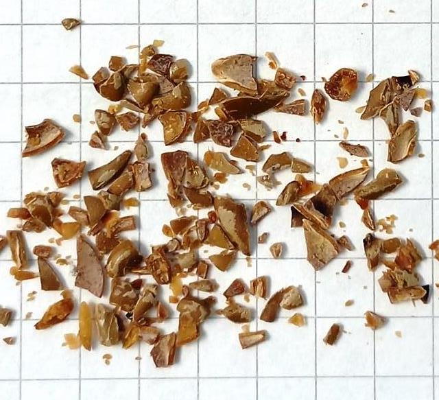 Remaining seed shells after hot extraction of nutrients from Tsamma melon seeds