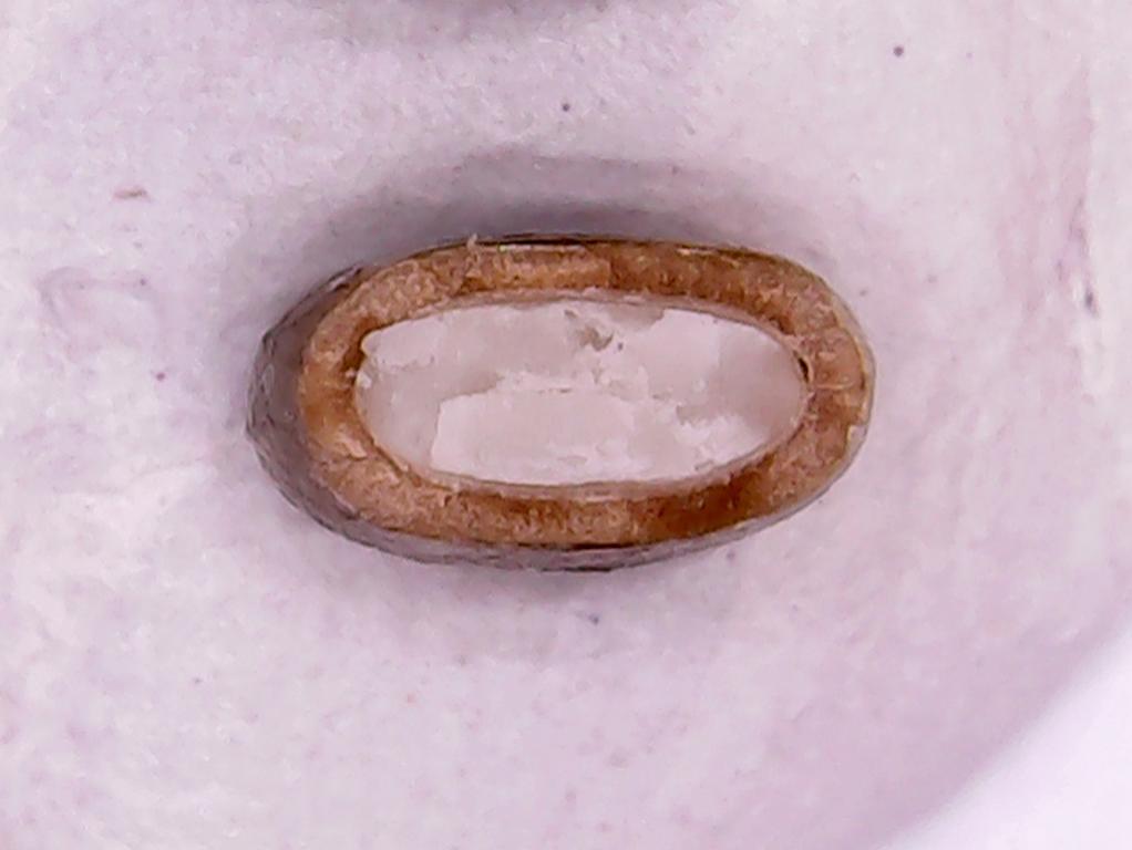 Detail of cut-open Tsamma melon seed, where the thickness of the shell compared to the kernel size can be seen
