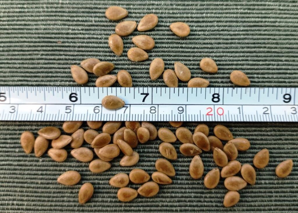 Tsamma melon seeds and its sizes