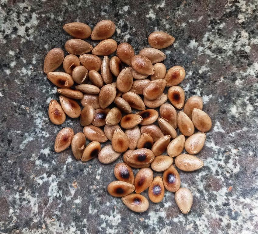 Roasted Tsamma melon seeds