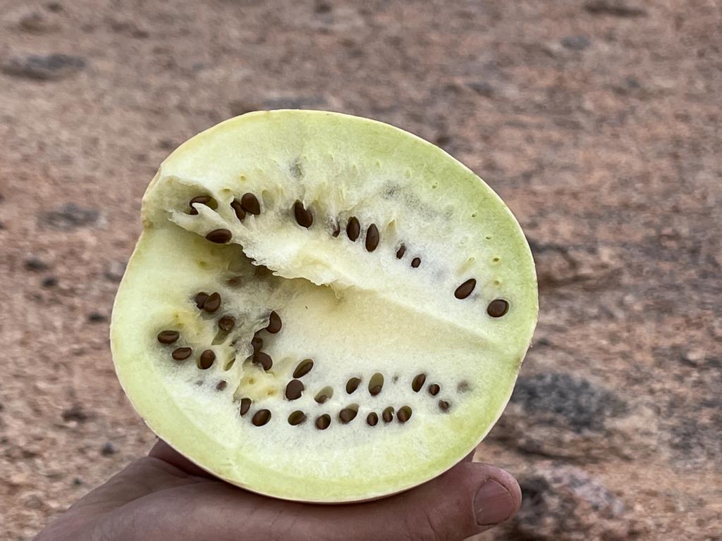 Detail of a cut-open Tsamma melon