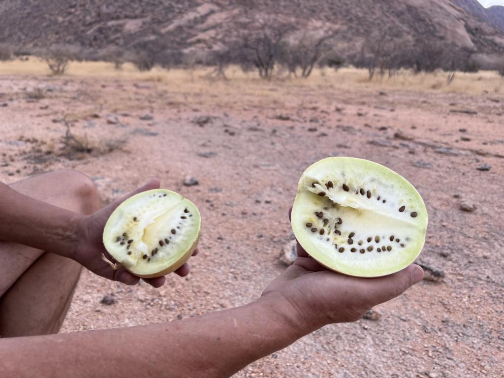 Cross-cut of a Tsamma melon