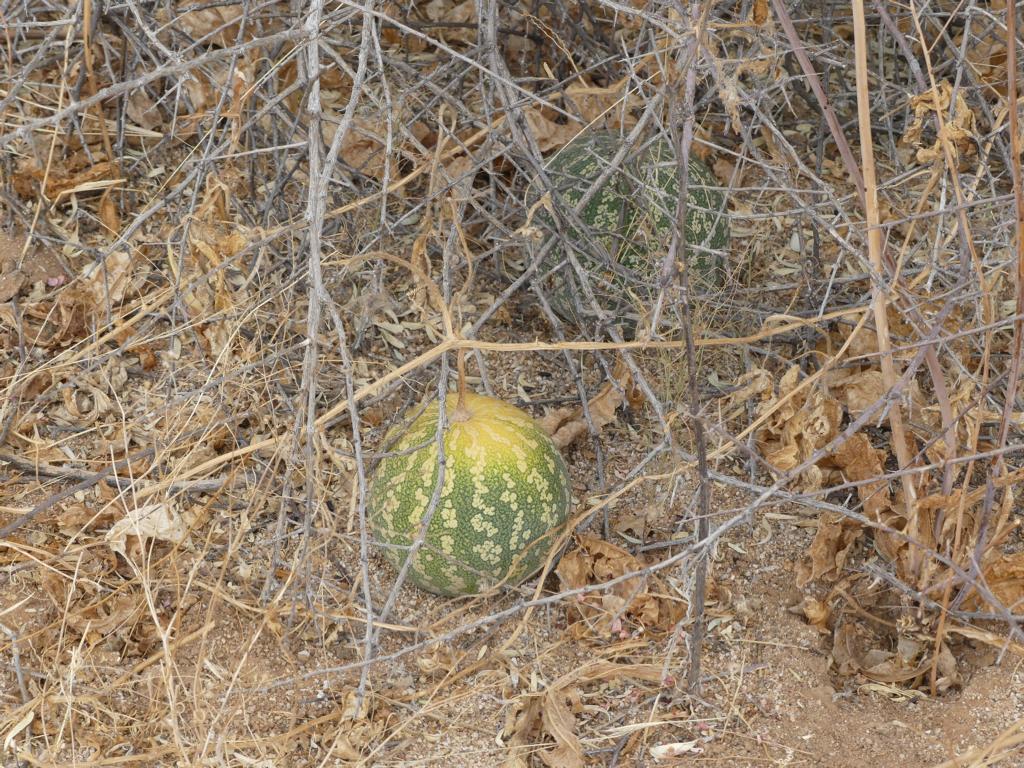 Detail of a Tsamma melon at Erongo, Namibia