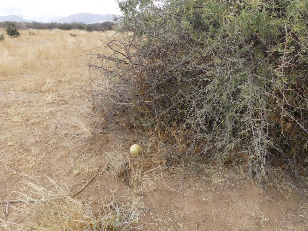 A Tsamma melon in Erongo province, Namibia