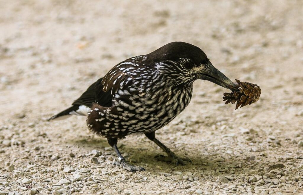 Eurasian nutcracker, called 'Tannenhäher' in German language