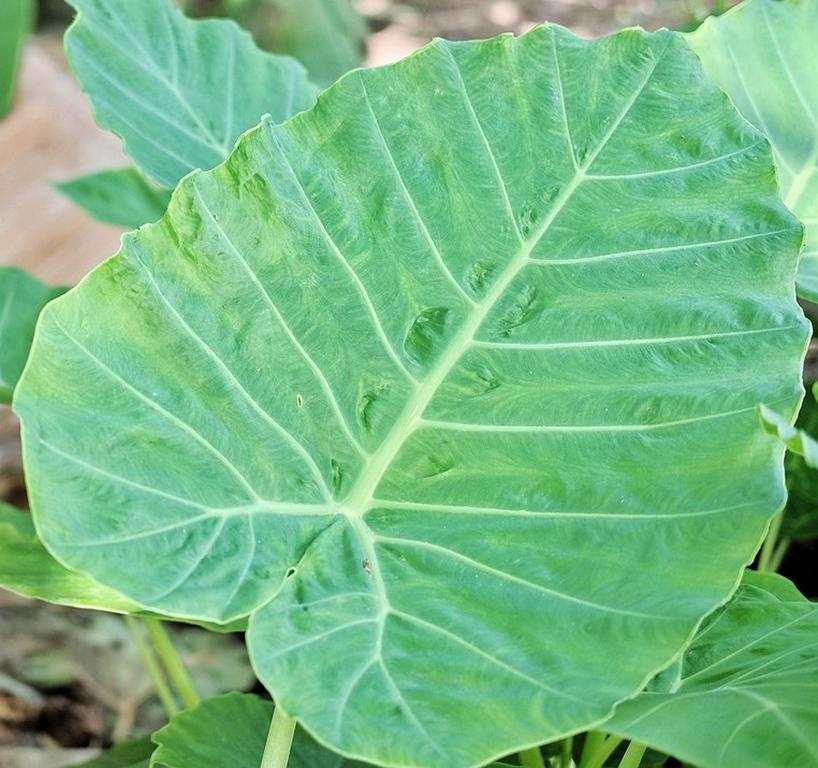 Giant Taro - a plant with a giant root - Bushguide 101