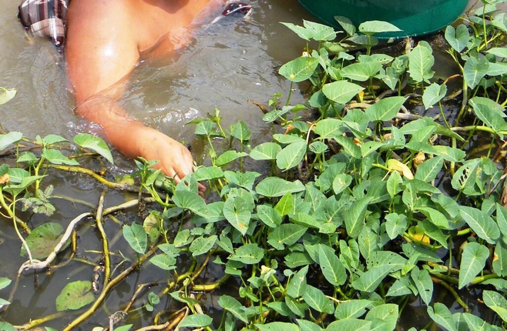 Collecting young Morning Glory leaves and stems