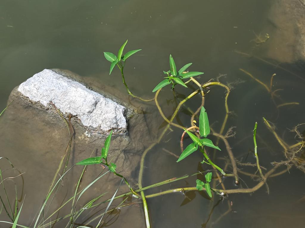 Morning Glory stems in frshwater