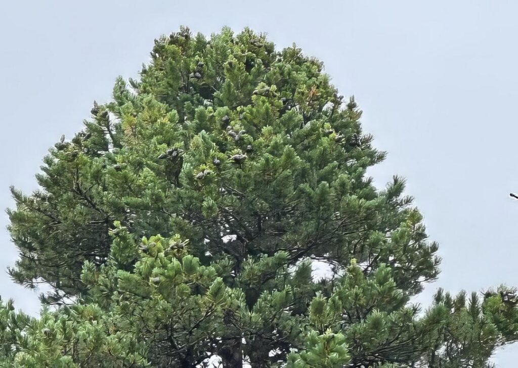 Swiss pine with immature cones on top