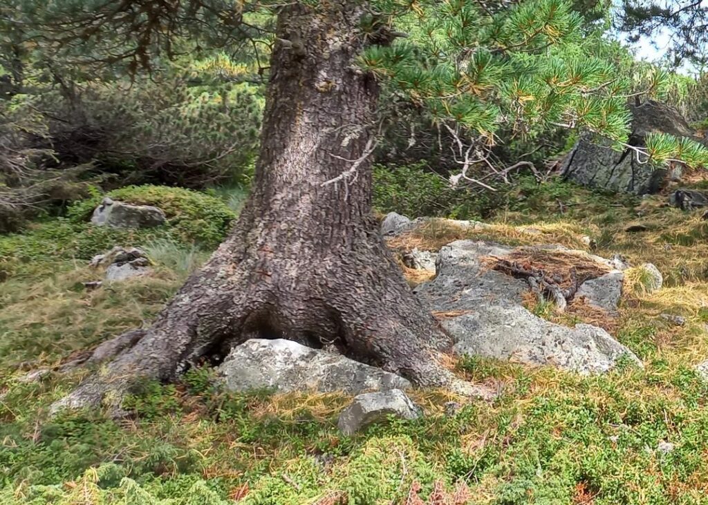 Swiss pines are very often grow either on top or side of rock boulders