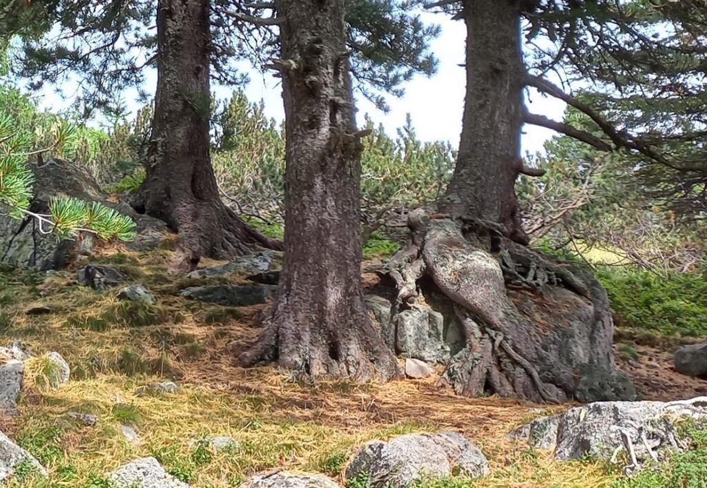 Another photo of Swiss pine trees growing either on top or on the side of rock boulders