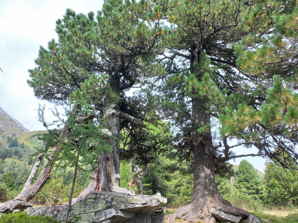 Typical view of Swiss pine trees in Austria