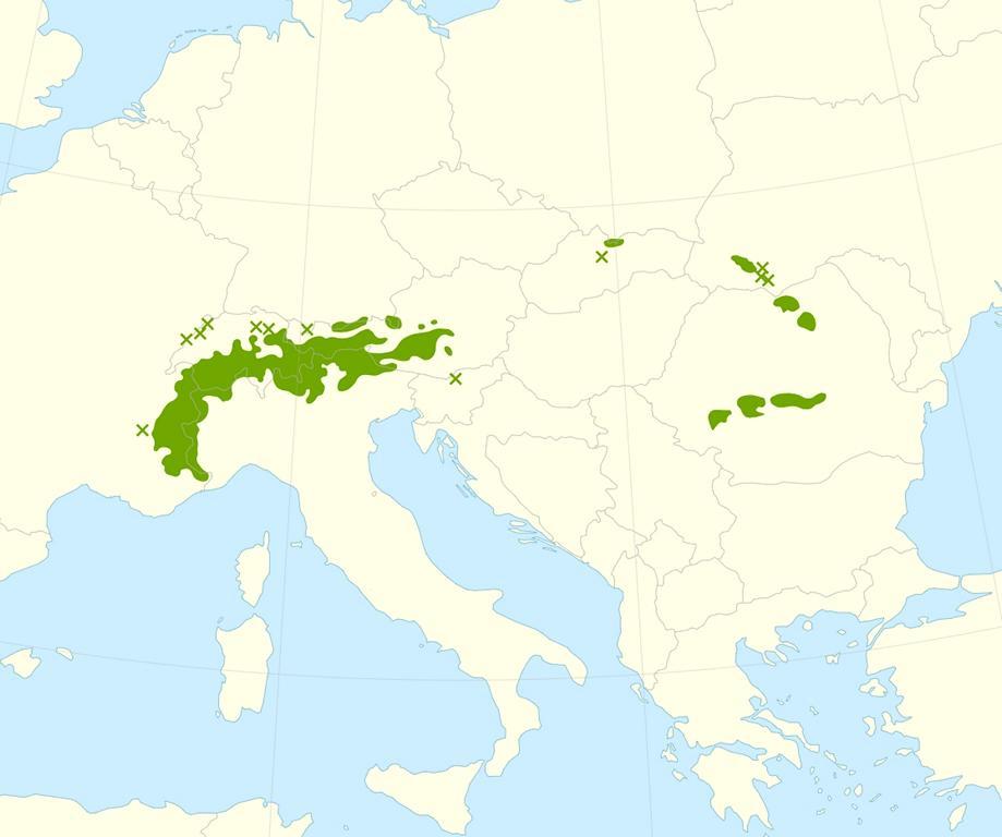Distribution of Swiss pine