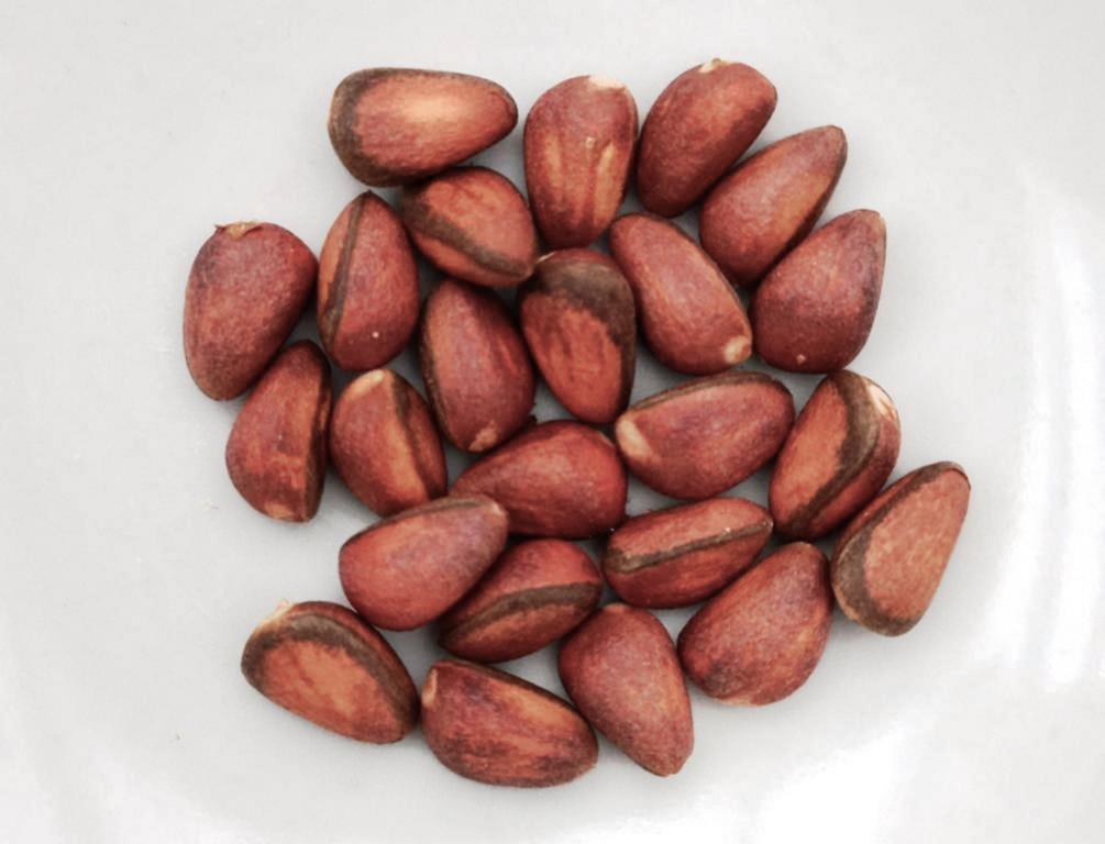 Another picture of mature nuts, which have a peanut-brown color with a blackish stripe at the edge