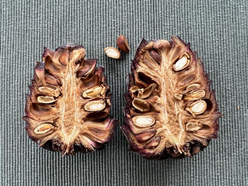 Cross-section of a mature Swiss pine cone