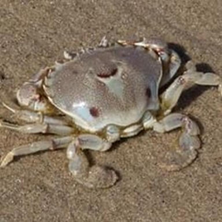 Typical coloration of Three-spot swimming crabs