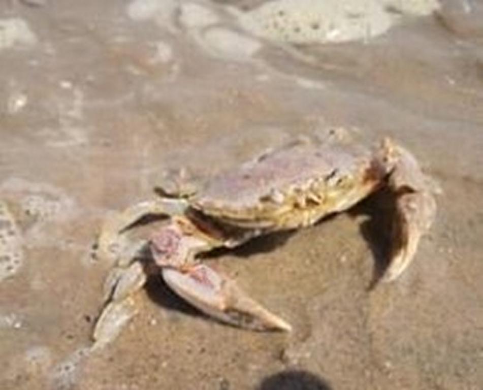 A Three-spot swimming crab in defense position