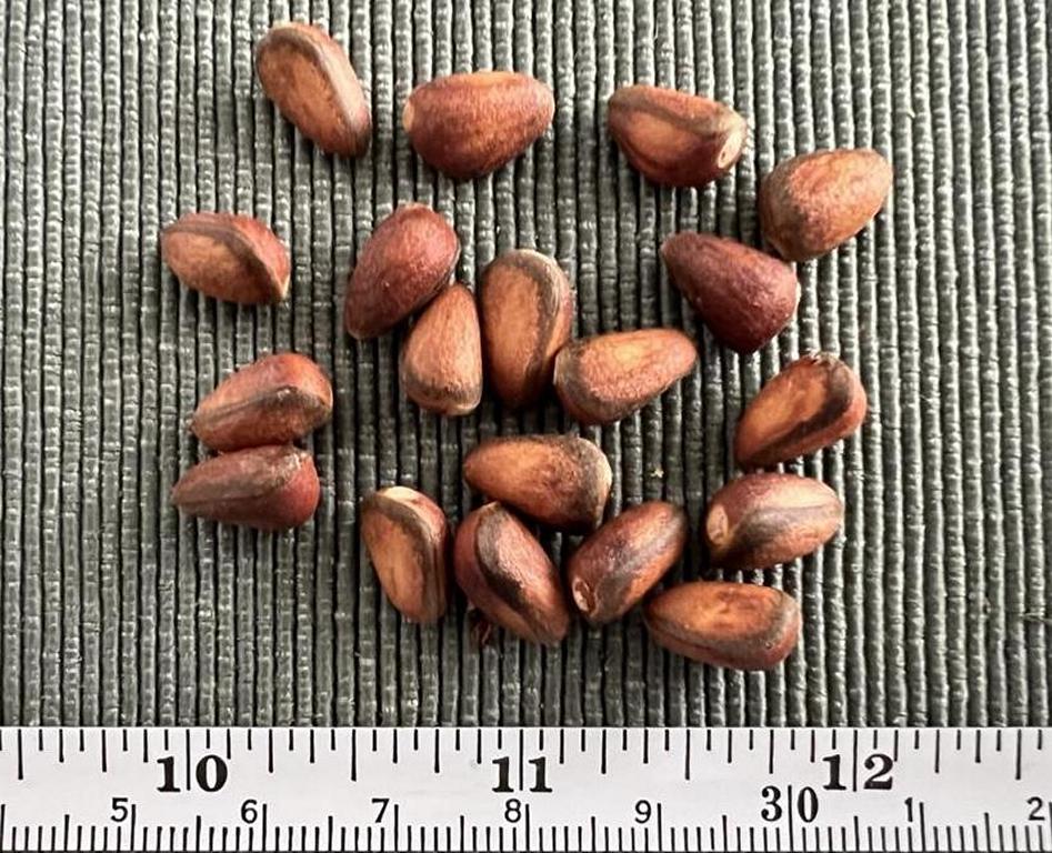 Mature nuts have a peanut-brown color with a blackish stripe at the edge