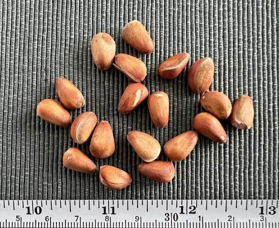 Immature nuts are characterized by their light orange color and a thin white stripe