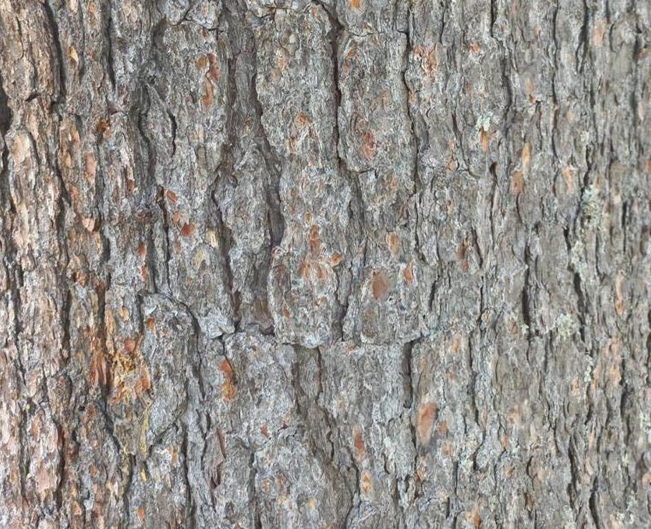Bark of a Swiss pine