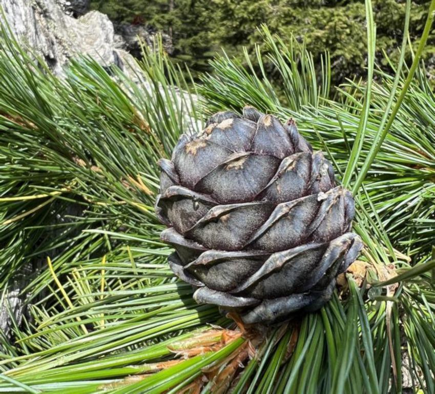 Immature cone of a Swiss pine
