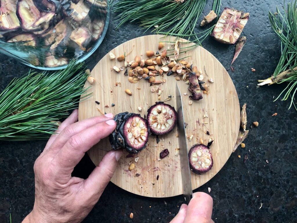 Cutting immature Swiss pine cones in slices for cold extraction of various ingredients in alcohol