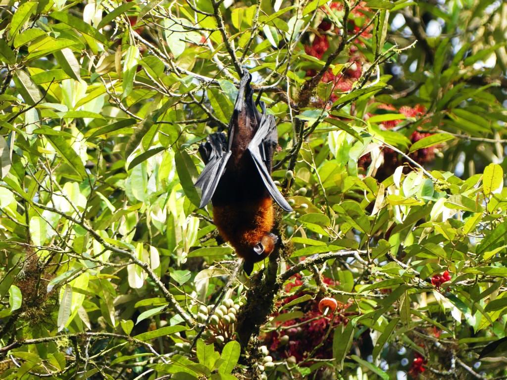 Large flying fox , Fruit bat hanging on a Durian tree in flower