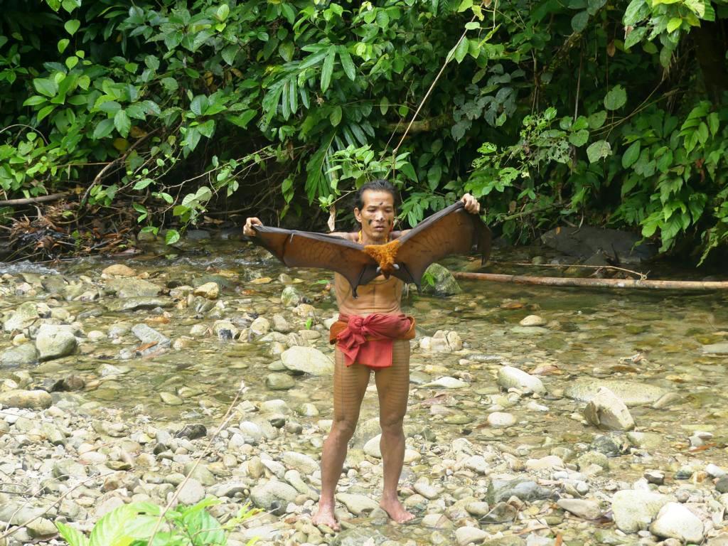 Mentawai showing the wingspan of the shot Flying fox, Fruit bat