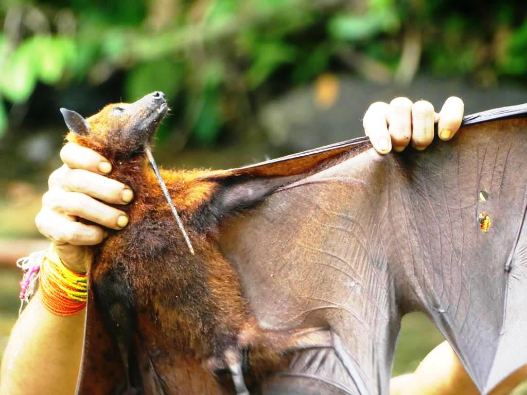 Arrow wounds of a shot Flying fox, Fruit bat