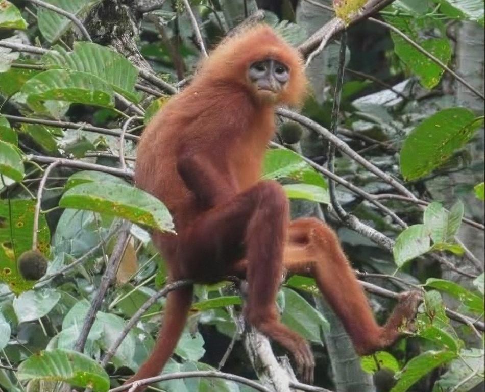 Mentawai langur (Presbytis potenziani), © Bitcar Delvinus Napitupulu