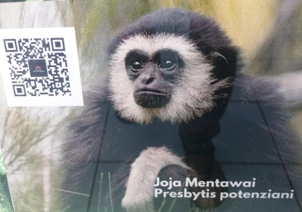Joja Mentawai monkey