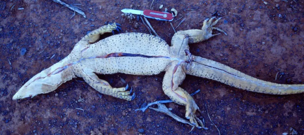 First incisions for gutting and skinning a Goanna