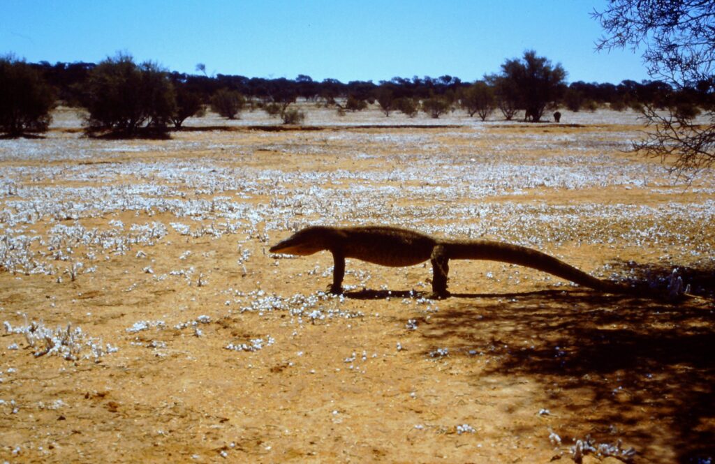 Sand monitor Goanna in the Australian outback