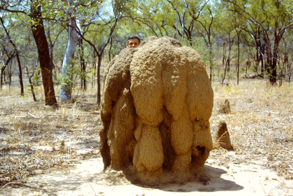 Termite mound in Queensland, Northern Australia