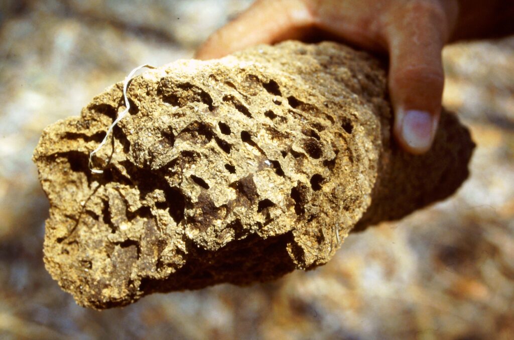 internal structure of a termite hill