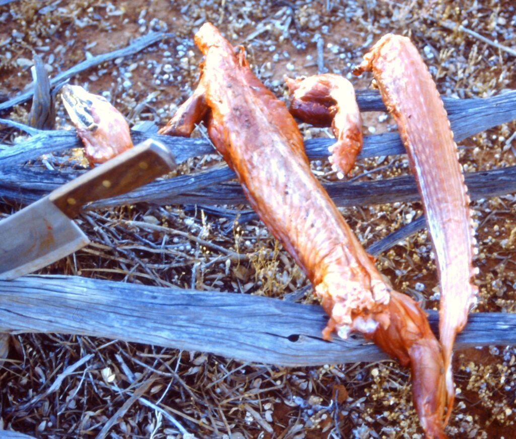 Skinned Goanna, ready for cooking