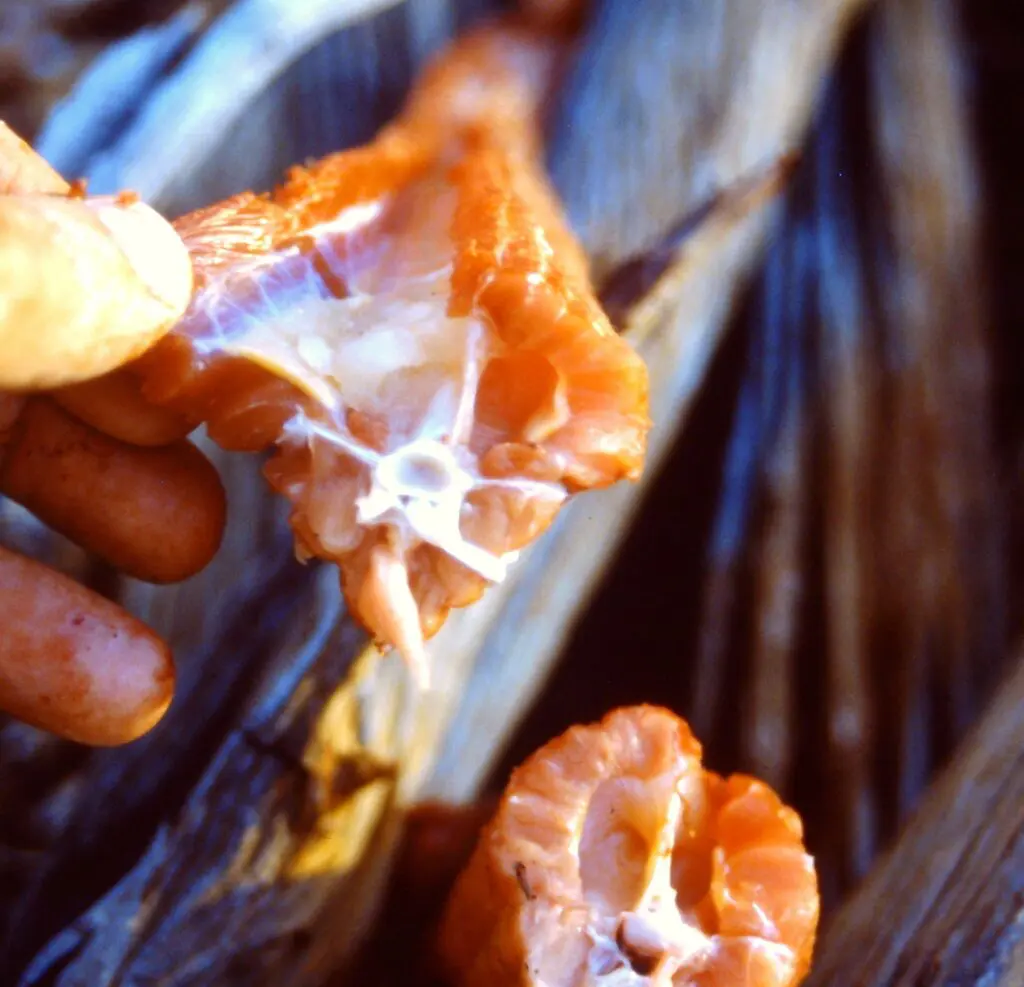 Goanna lizard tail meat
